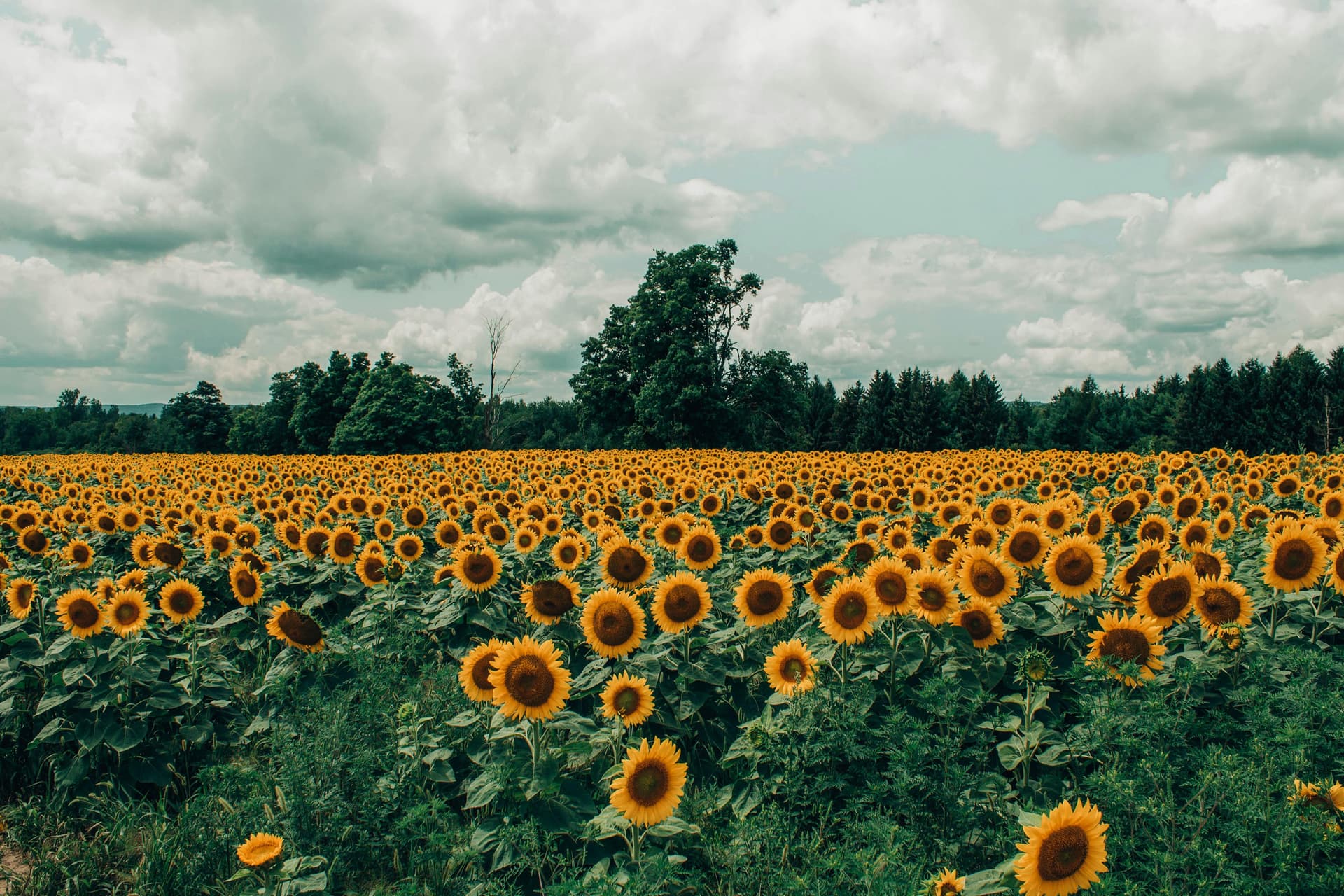 Champ de tournesols